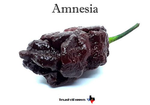 Amnesia