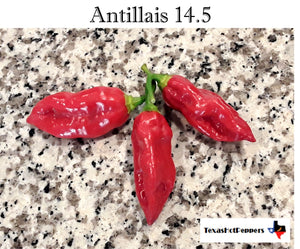 Antillais 14.5 Seeds