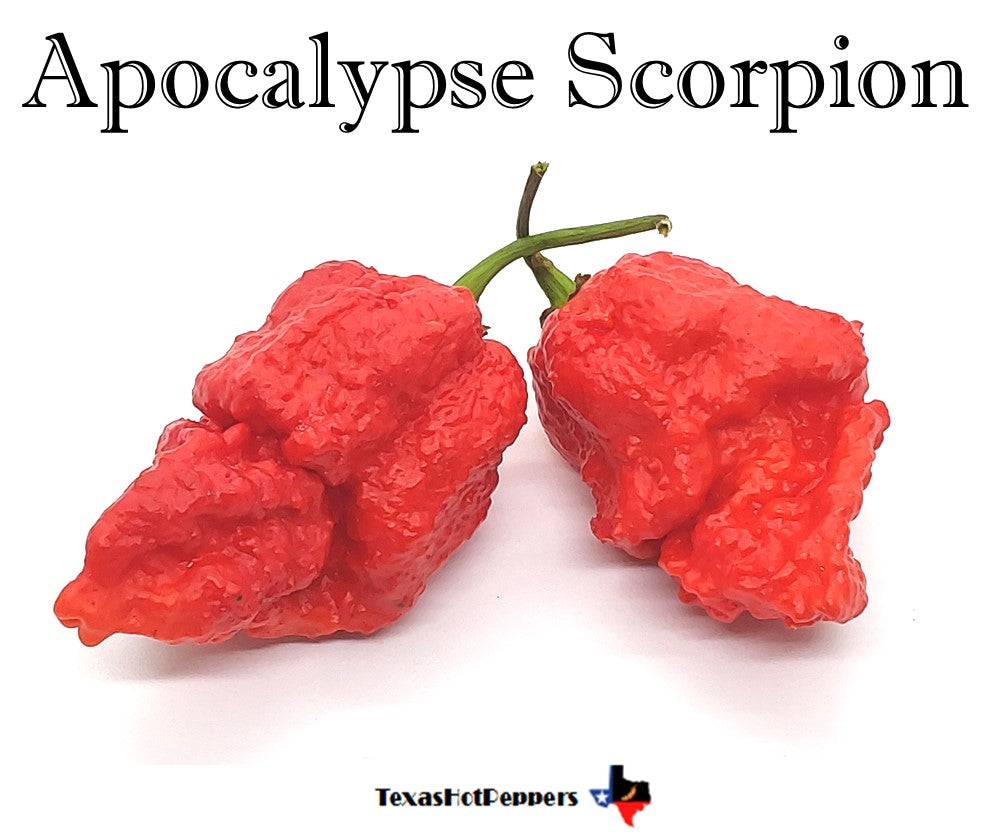 Apocalypse Scorpion