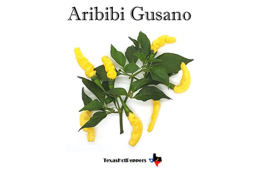 Aribibi Gusano