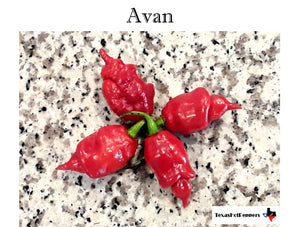 Avan Seeds