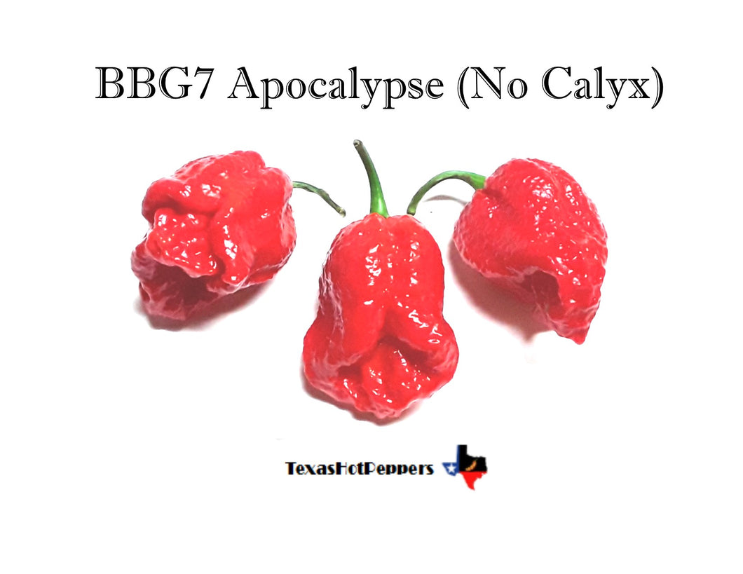 BBG7 Apocalypse - No Calyx