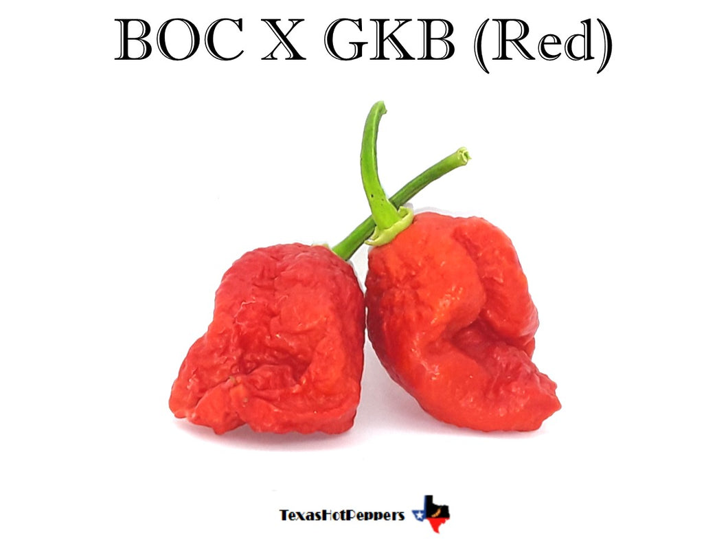 BOC X GKB (Red)