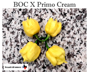 BOC X Primo Cream Seeds