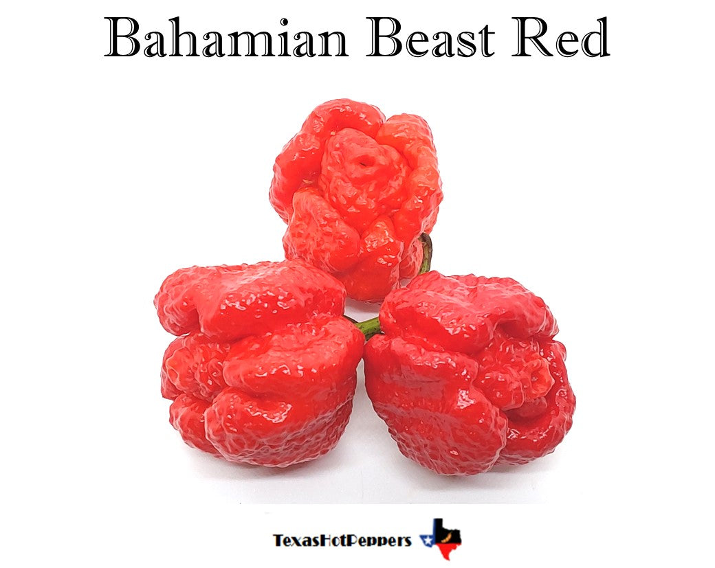 Bahamian Beast Red