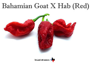 Bahamian Goat X Hab (Red)