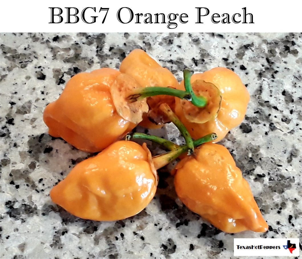 BBG7 Orange Peach