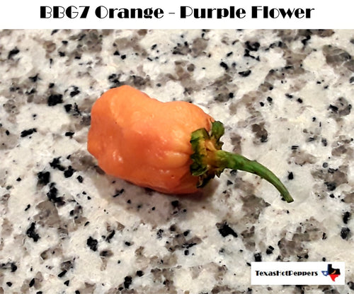BBG7 Orange (Purple Flower)