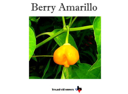 Berry Amarillo