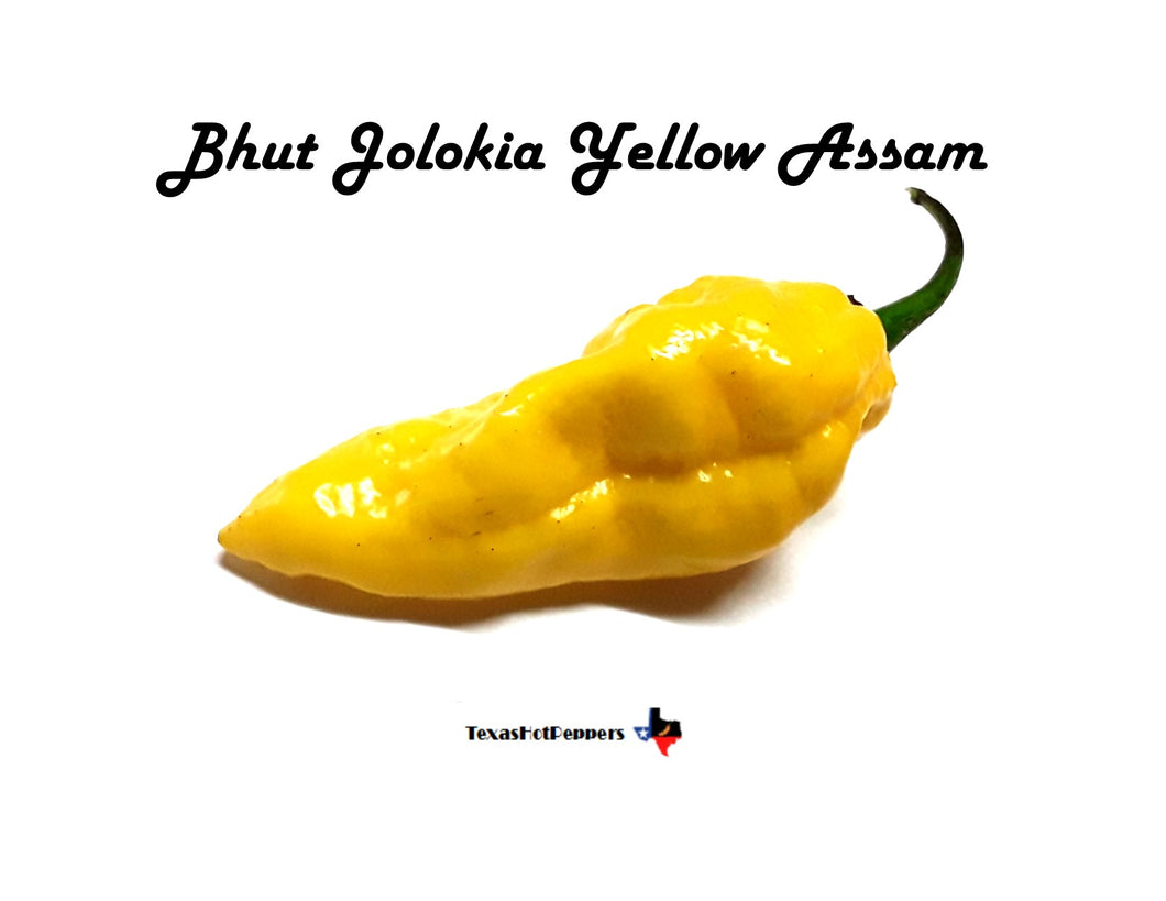 Bhut Yellow Assam