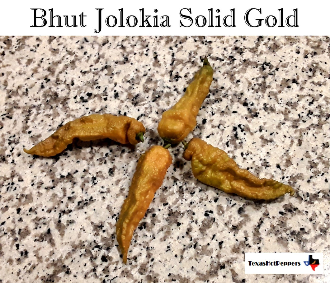 Bhut Jolokia Solid Gold