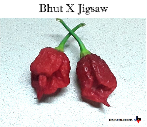 Bhut X Jigsaw