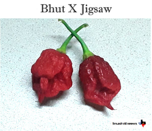 Bhut X Jigsaw