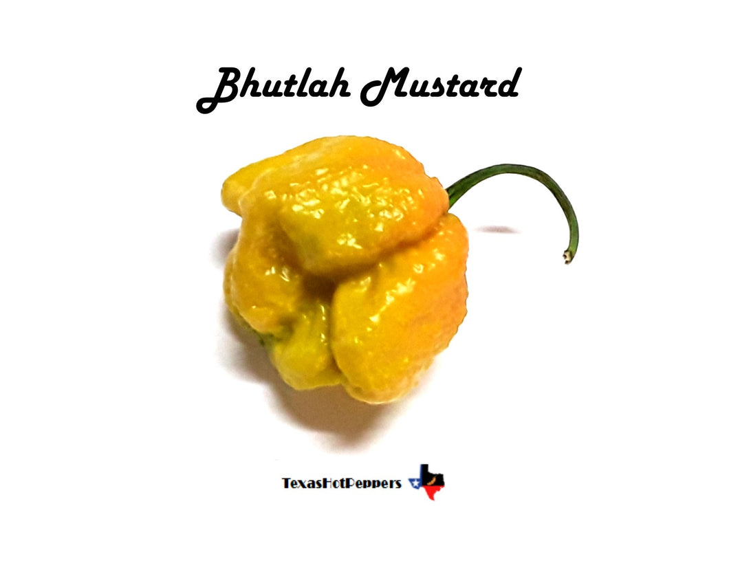 Bhutlah Mustard