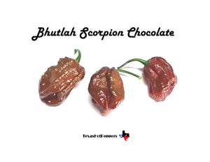 Bhutlah Scorpion Chocolate