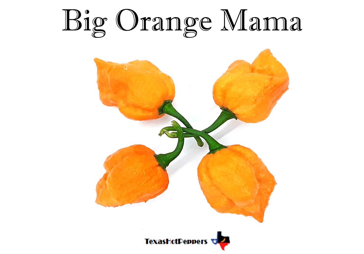 Big Orange Mama – Texas Hot Peppers