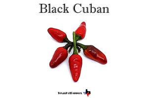 Black Cuban