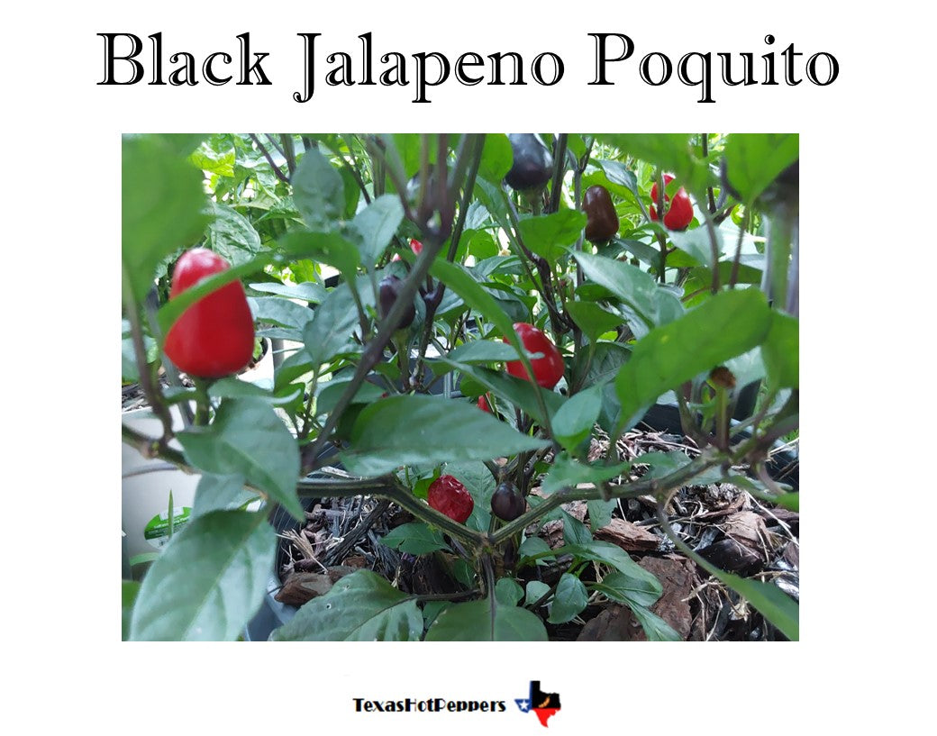 Black Jalapeno Poquito