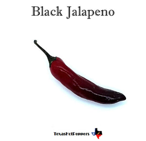 Black Jalapeno