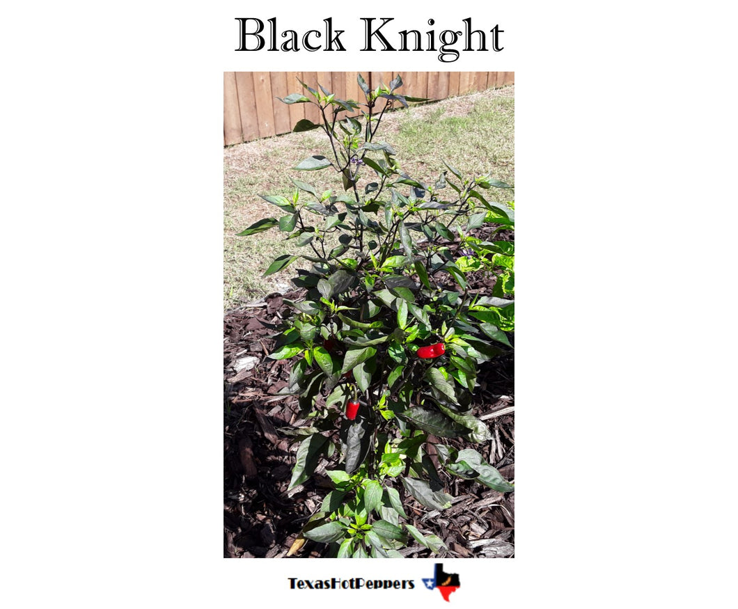 Black Knight Seeds
