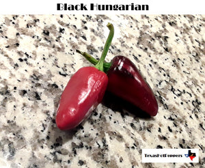 Black Hungarian