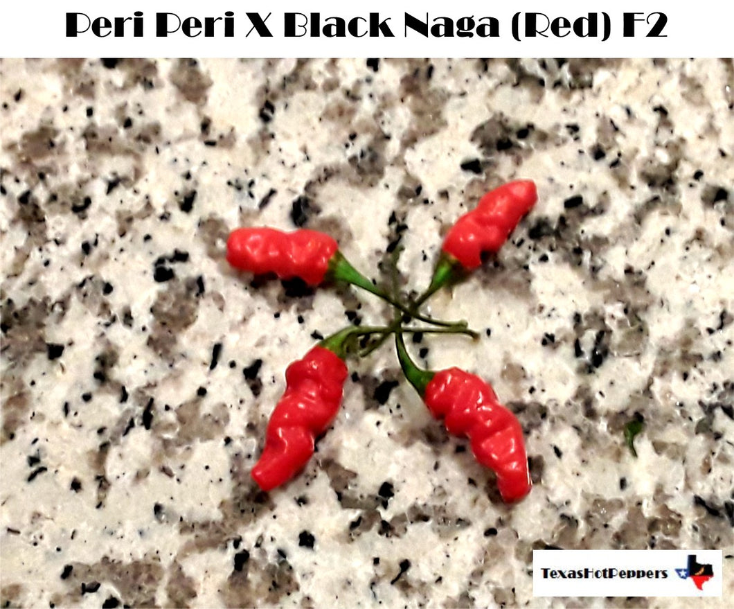 Black Naga X Peri Peri (Red) F4
