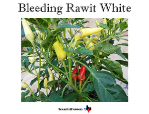 Bleeding Rawit White