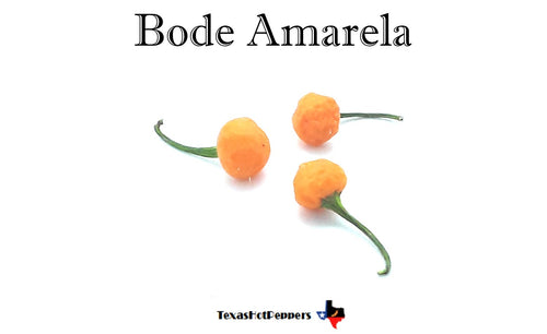 Bode Amarela