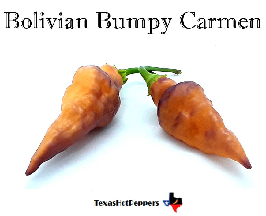 Bolivian Bumpy Carmen – Texas Hot Peppers