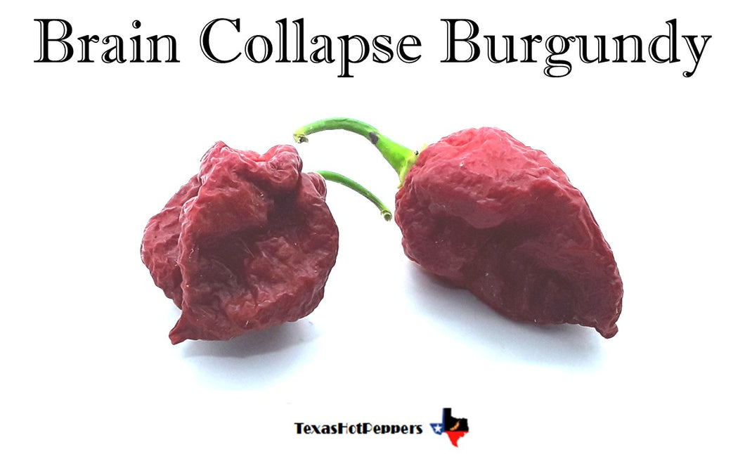 Brain Collapse Burgundy