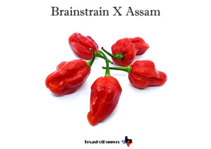 Brainstrain X Assam