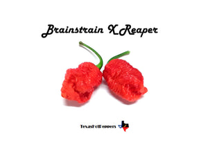 Brainstrain X Reaper