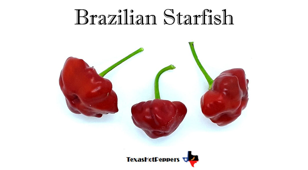 Brazilian Starfish