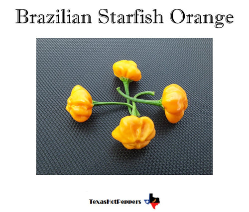 Brazilian Starfish Orange