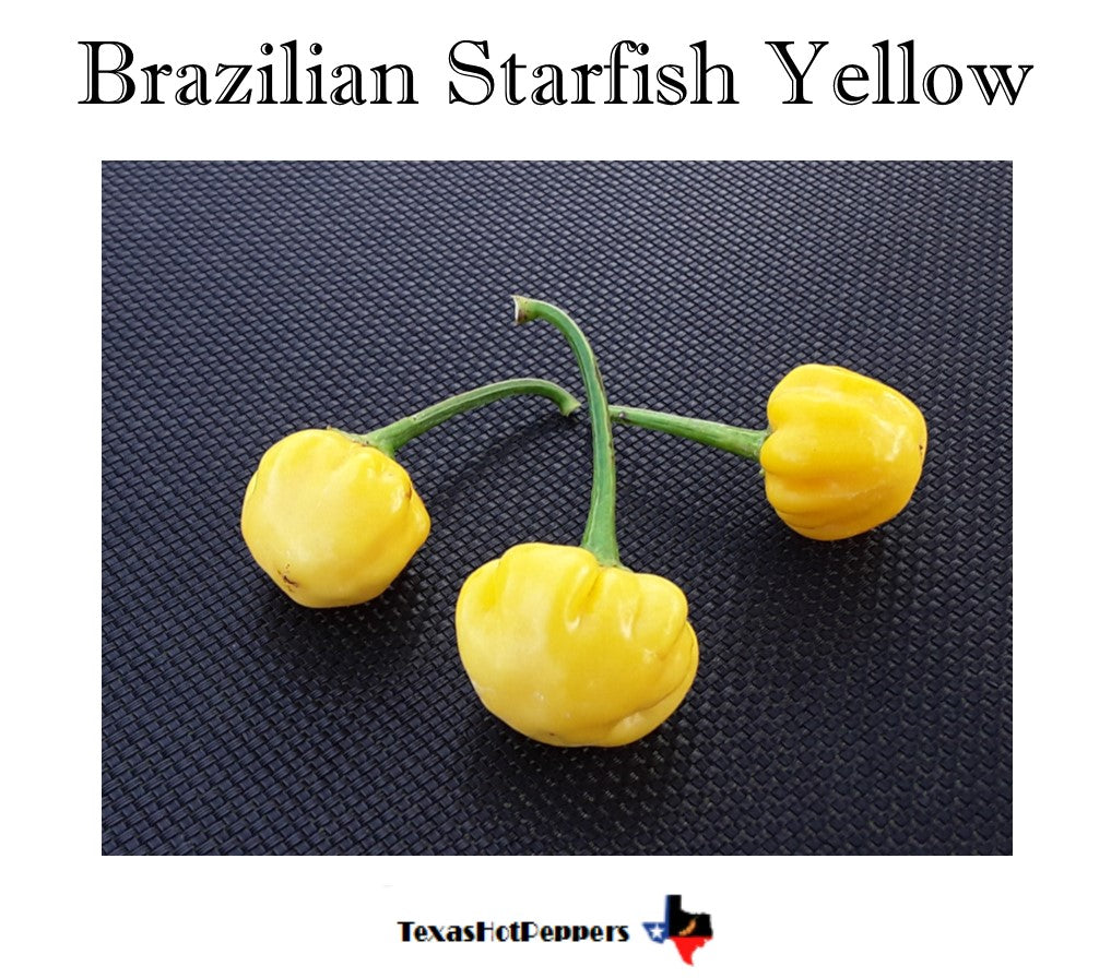 Brazilian Starfish Yellow