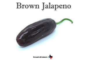 Brown Jalapeno