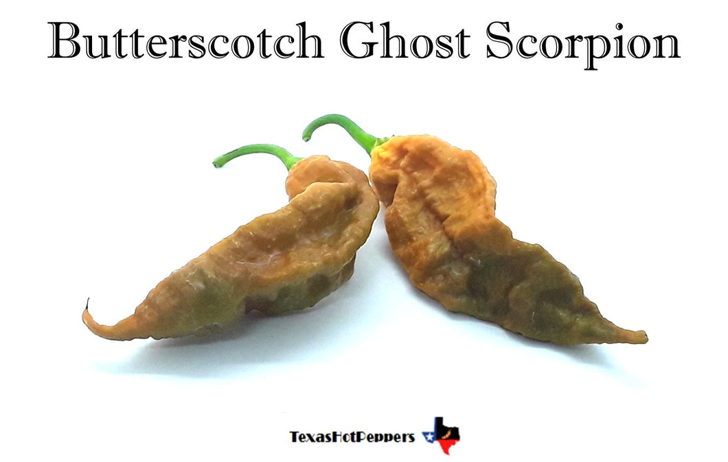 Butterscotch Ghost Scorpion F4