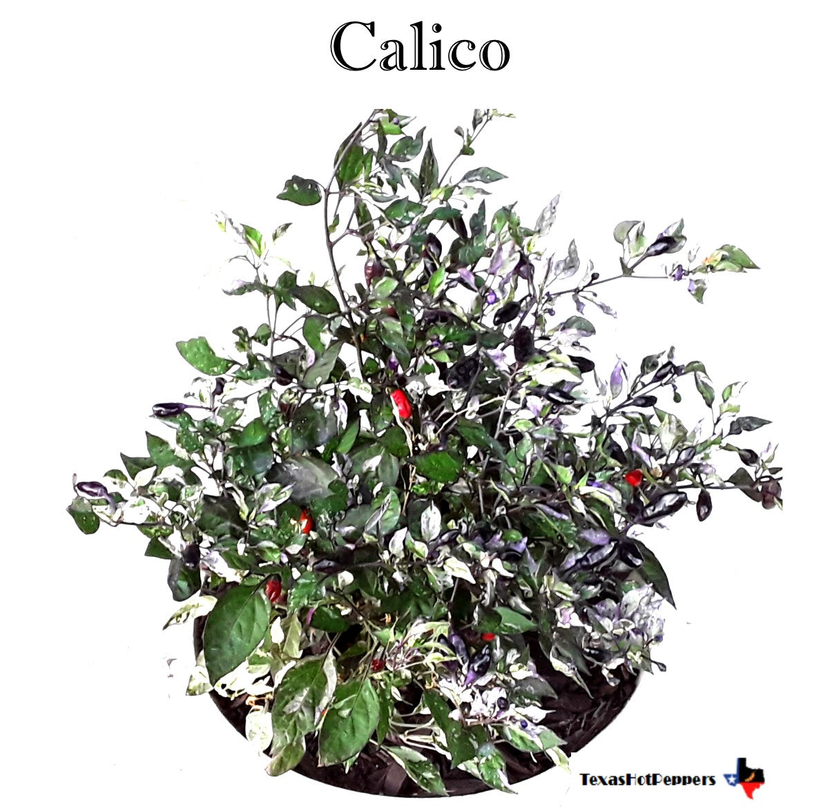 Calico – Texas Hot Peppers