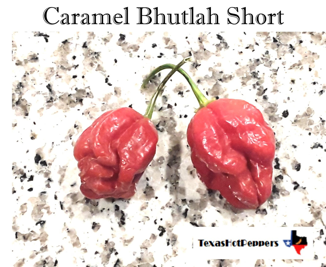 Caramel Bhutlah Short Seeds