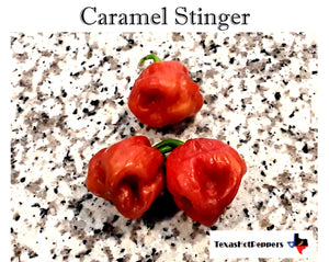 Caramel Stinger Seeds
