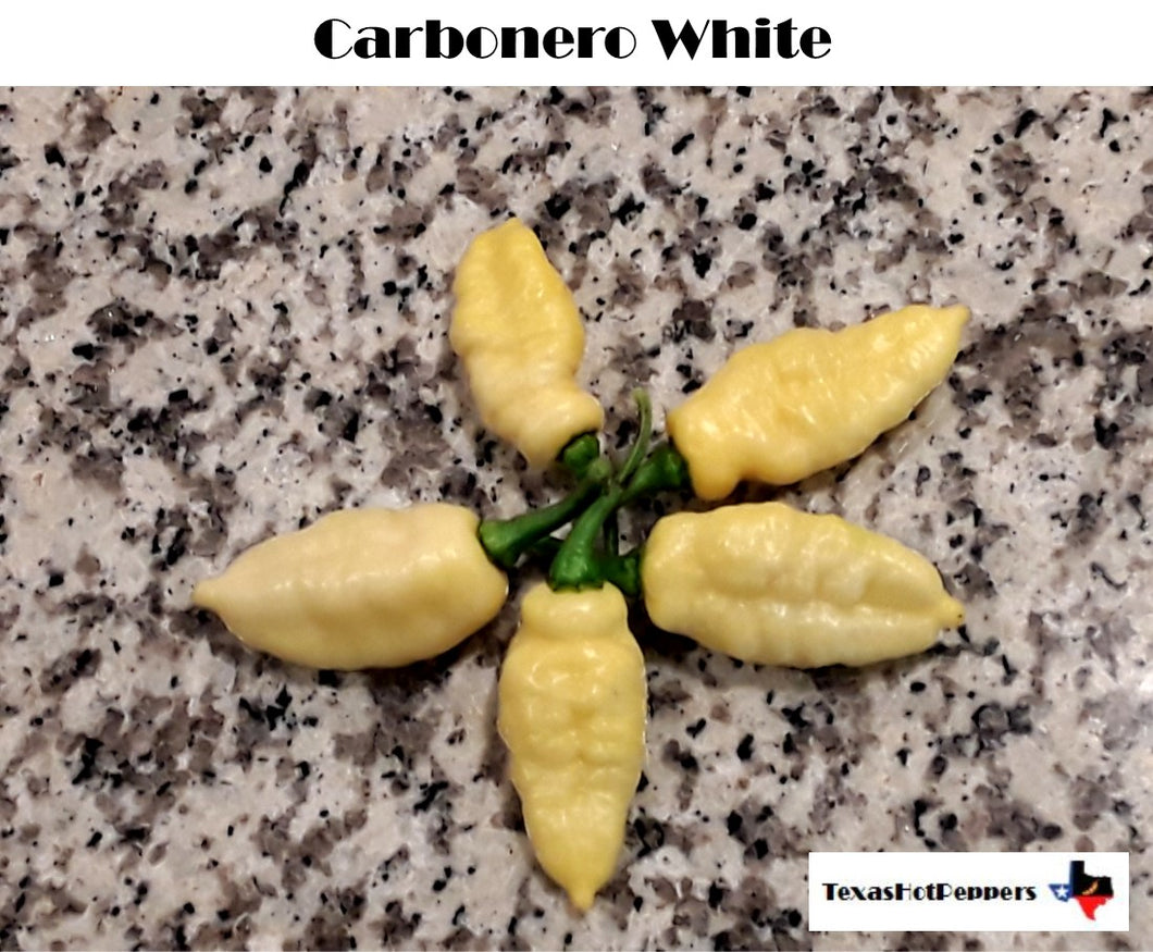 Carbonero White