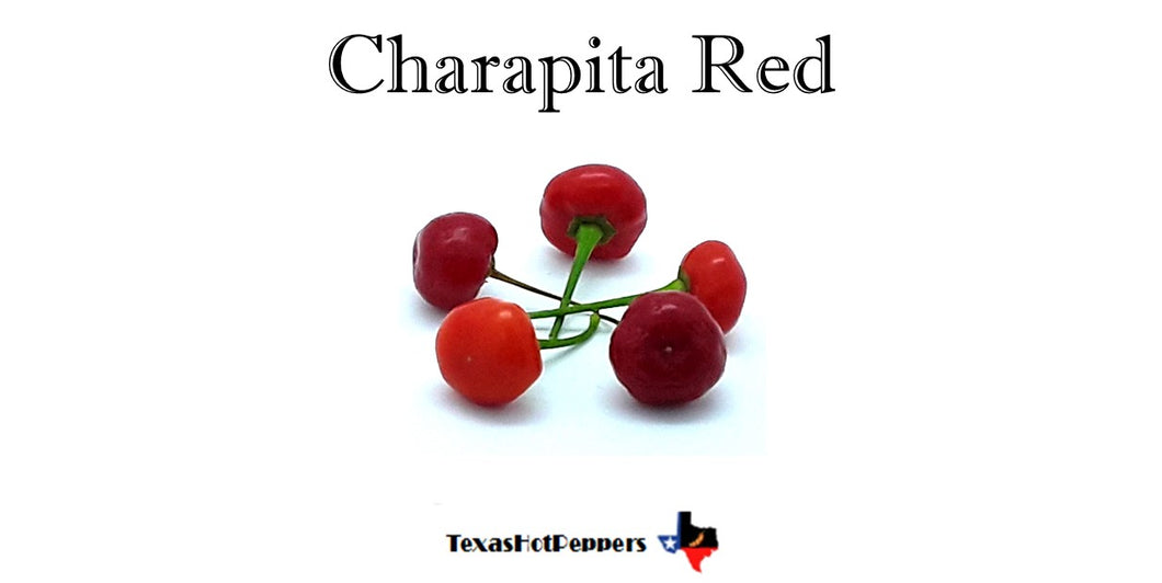 Aji Charapita Red