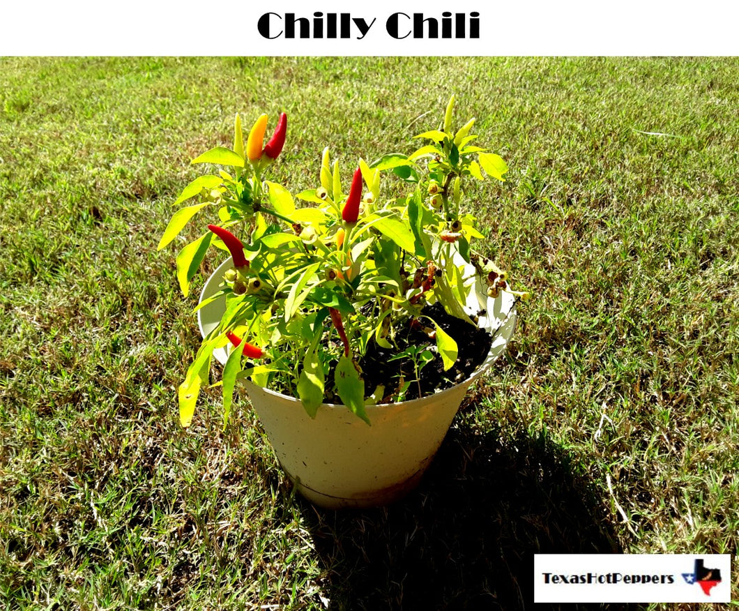 Chilly Chili