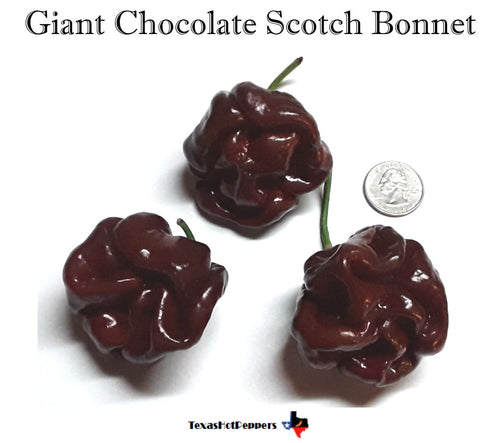 Chocolate Scotch Bonnet Giant