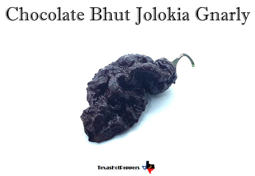 Chocolate Bhut Jolokia Gnarly