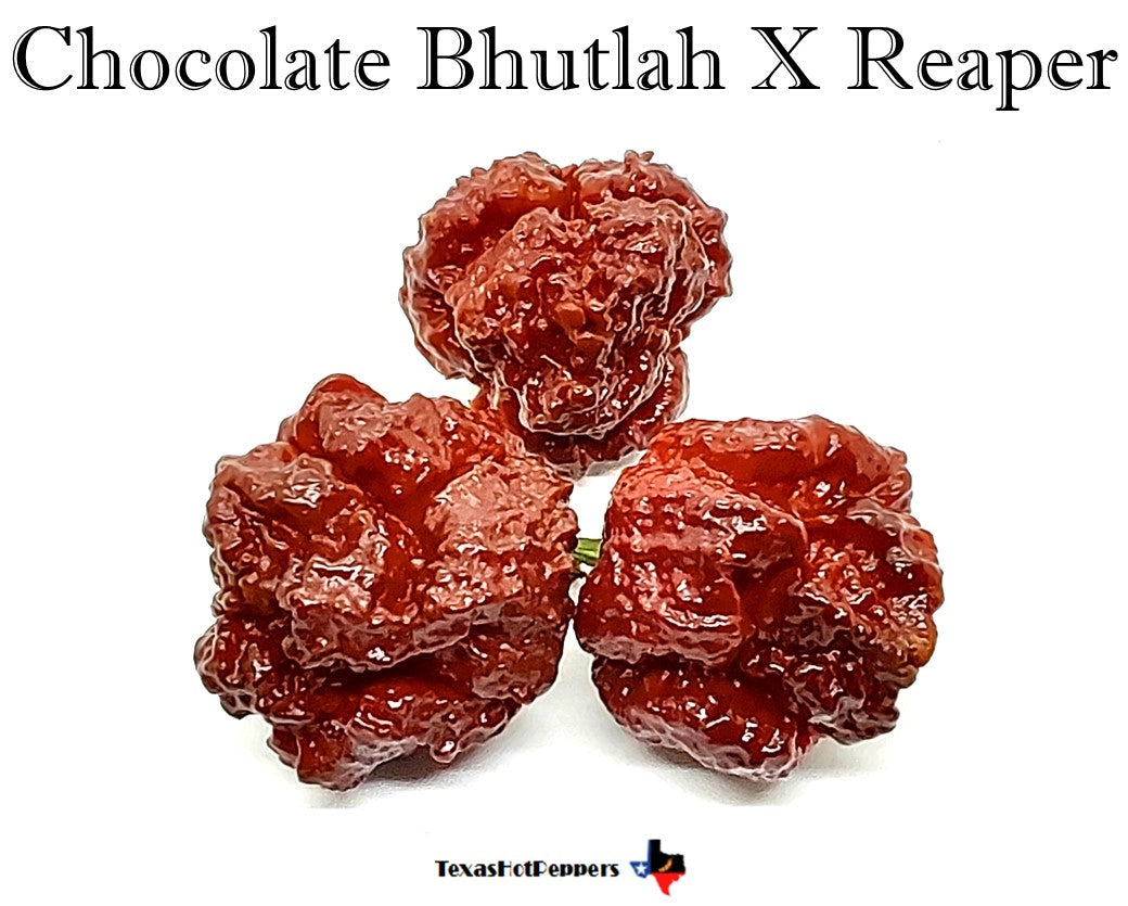 Chocolate Bhutlah X Reaper – Texas Hot Peppers