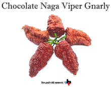 Load image into Gallery viewer, Chocolate Naga Viper Gnarly