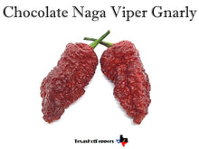 Load image into Gallery viewer, Chocolate Naga Viper Gnarly