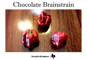Chocolate Brainstrain Seeds