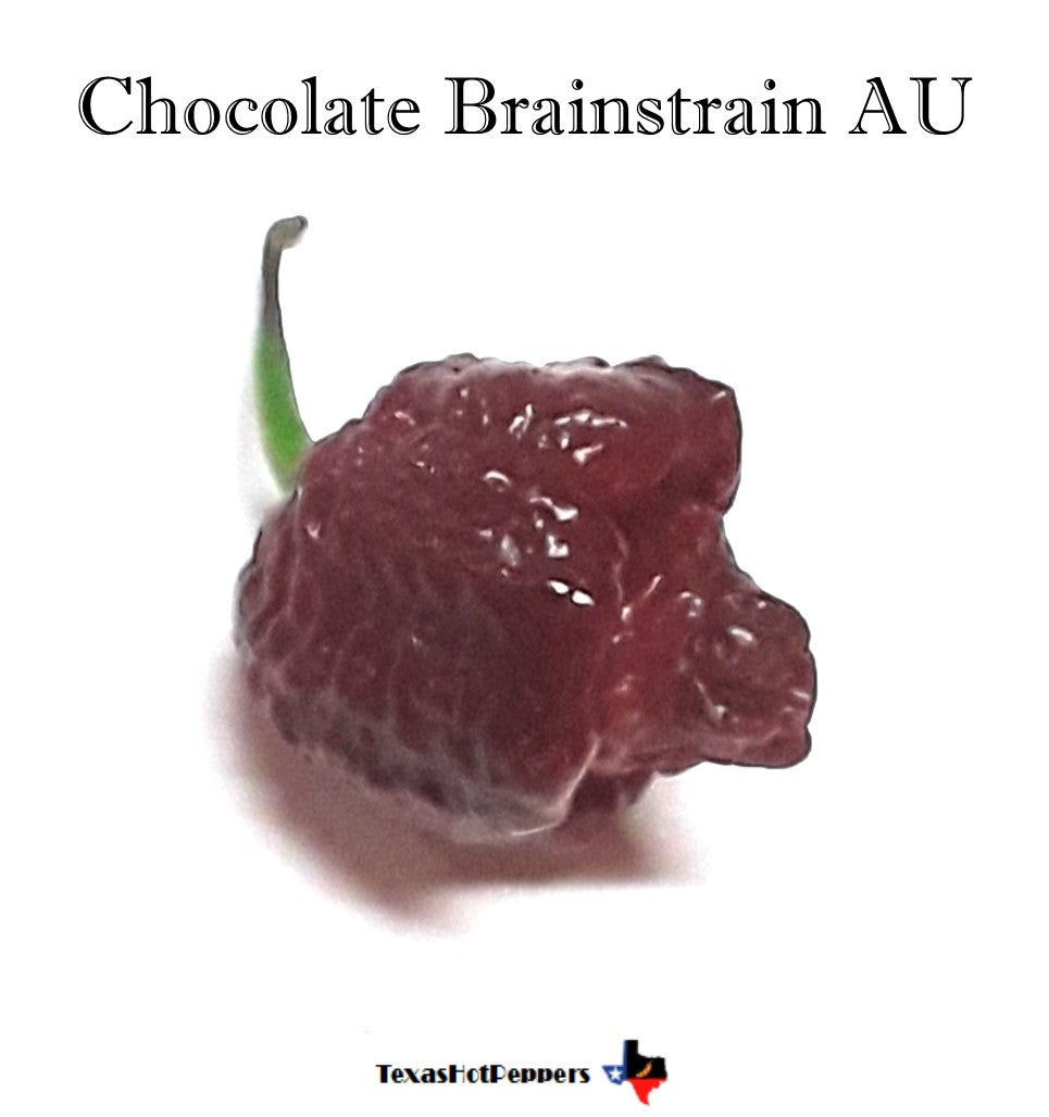 Chocolate Brainstrain AU
